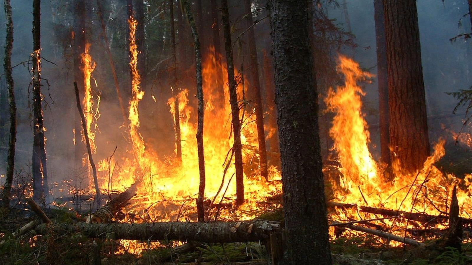 feu-foret-Quebec-SOPFEU.jpg