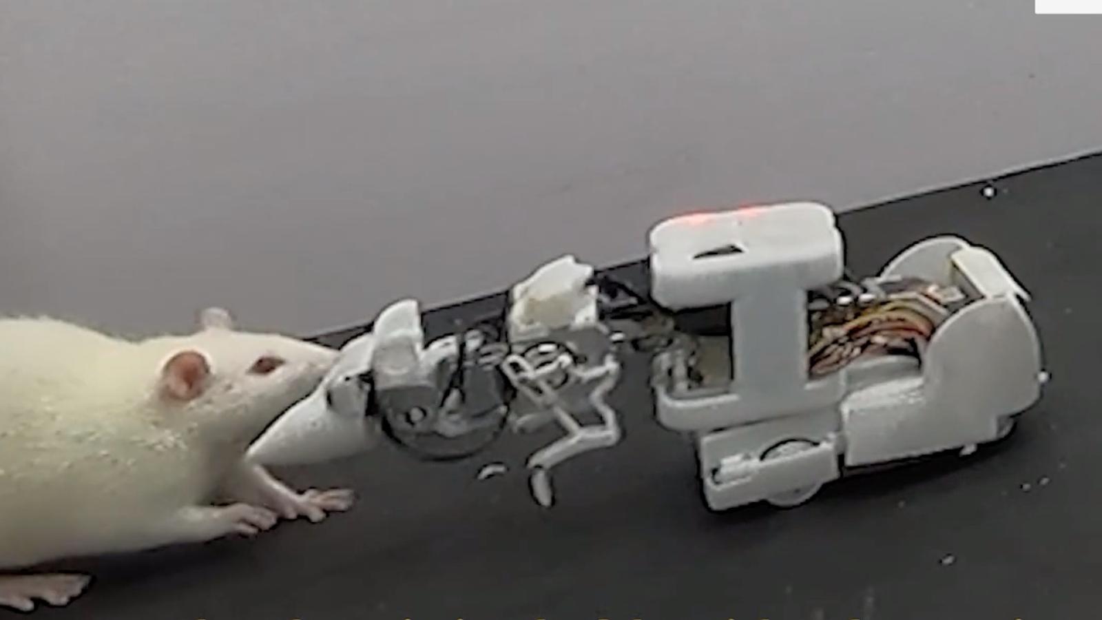 rat-robot.jpg